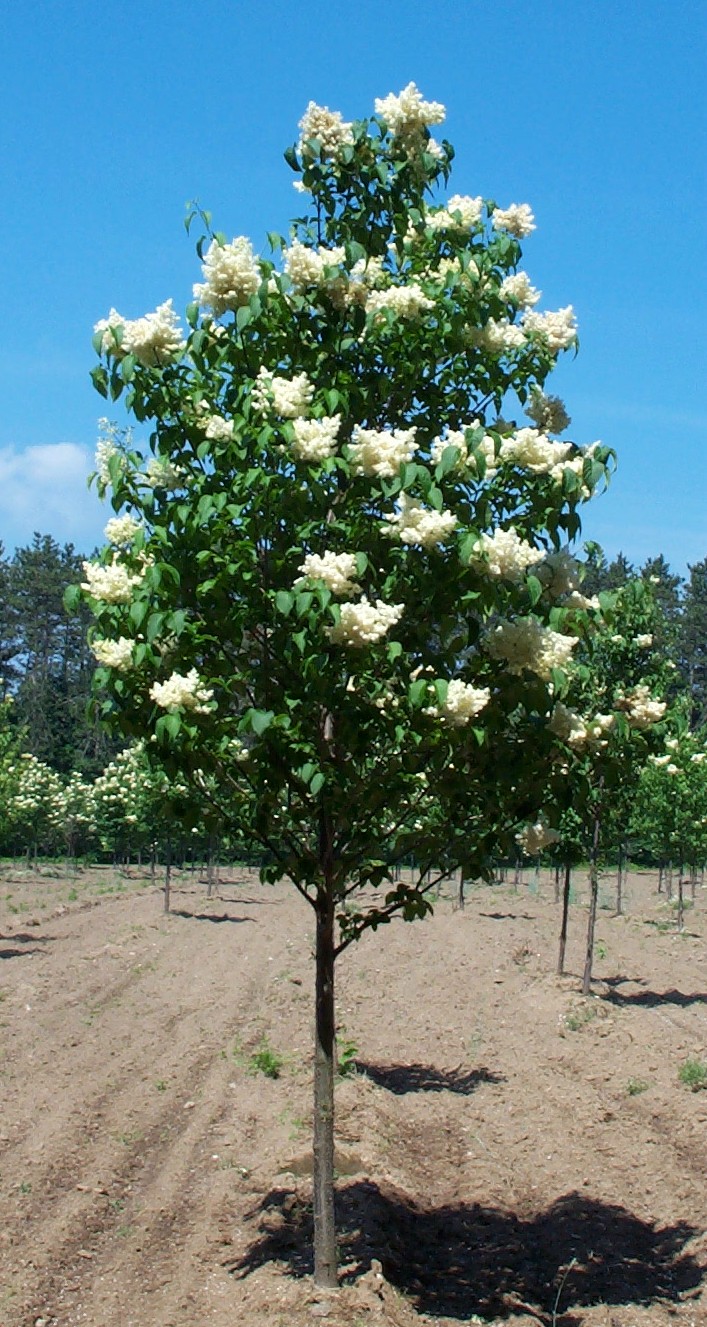 SYRINGA reticulata ‘Ivory Silk’ Japanese Tree Lilac | Cherry Creek Nursery