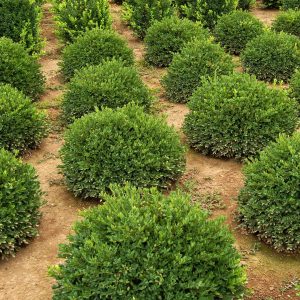 Green Velvet Boxwood 3.5×3.5