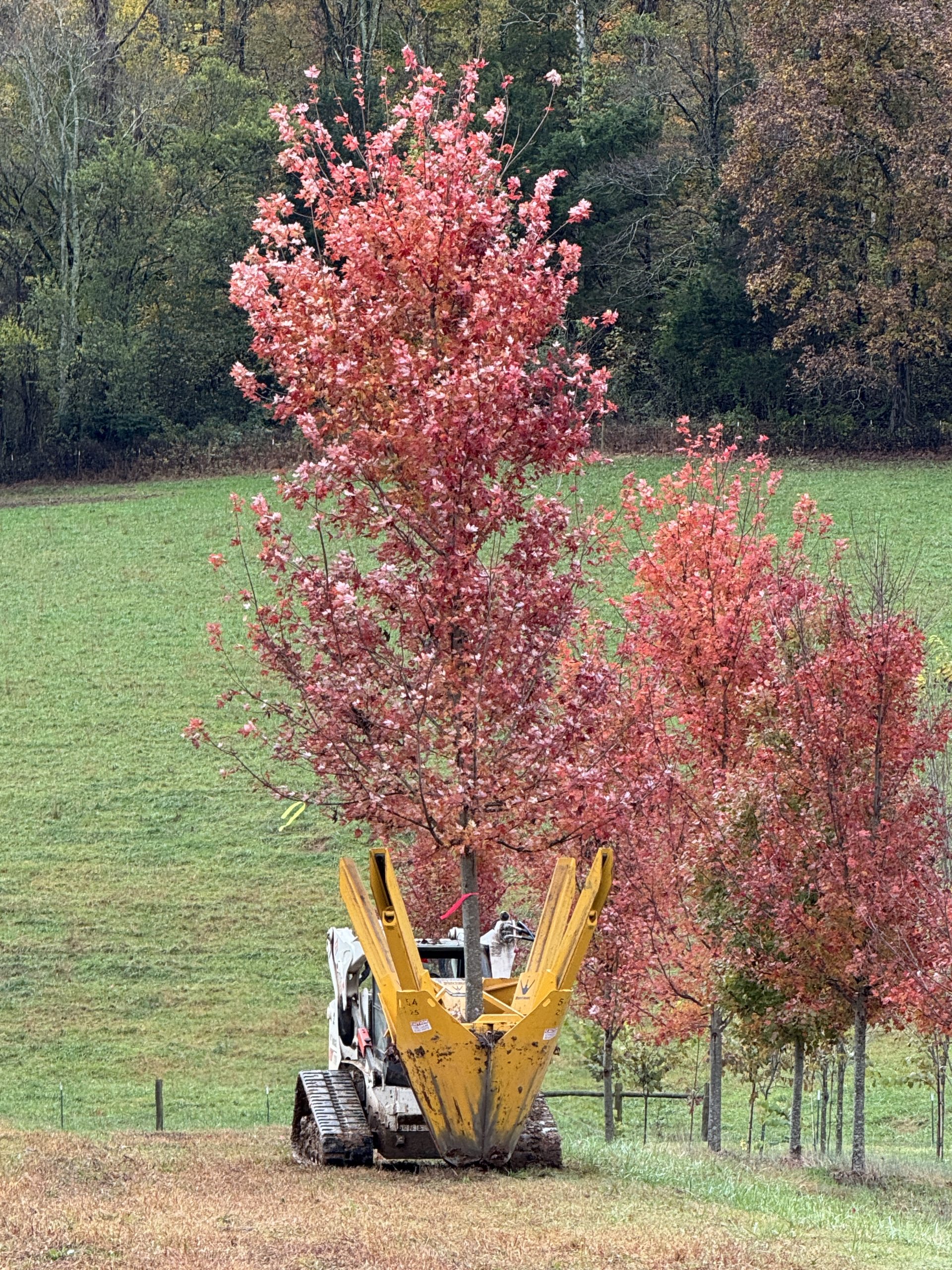 Autumn Blaze Maple 50×40 1 Autumn Blaze Maple