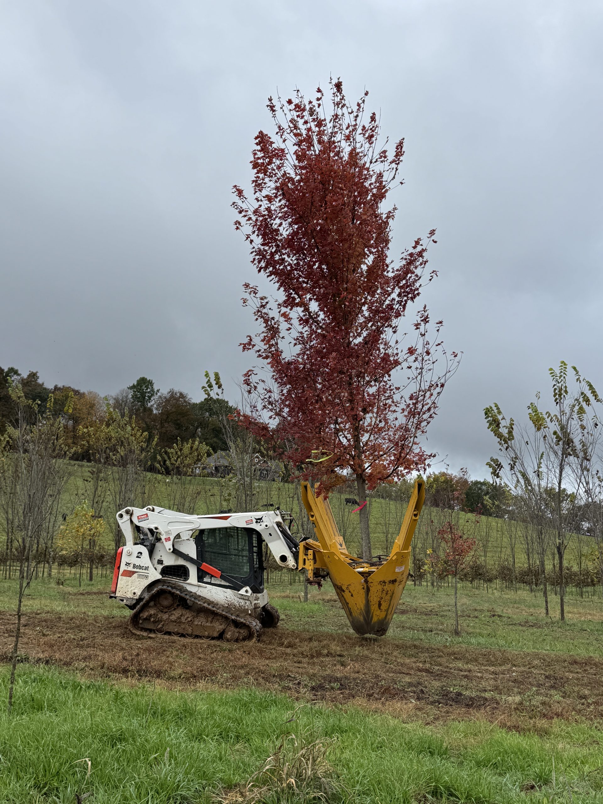 Autumn Blaze Maple 50×40 5 Autumn Blaze Maple 50×40 - Image 5