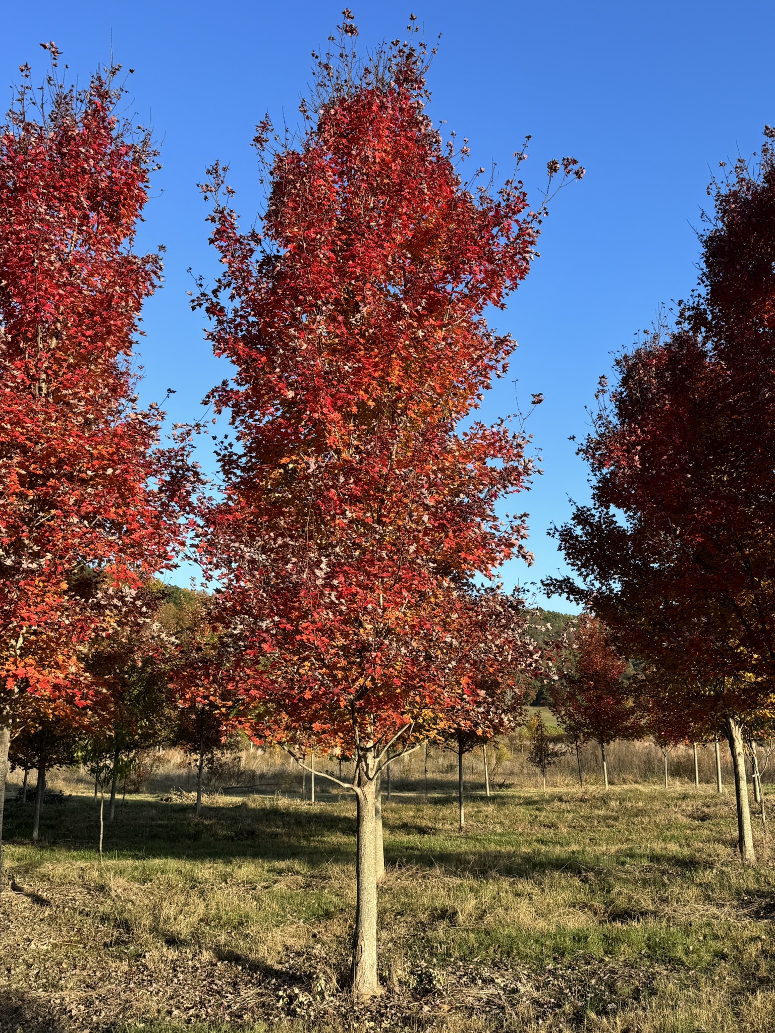 Autumn Blaze Maple 50×40 6 Autumn Blaze Maple 50×40 - Image 6