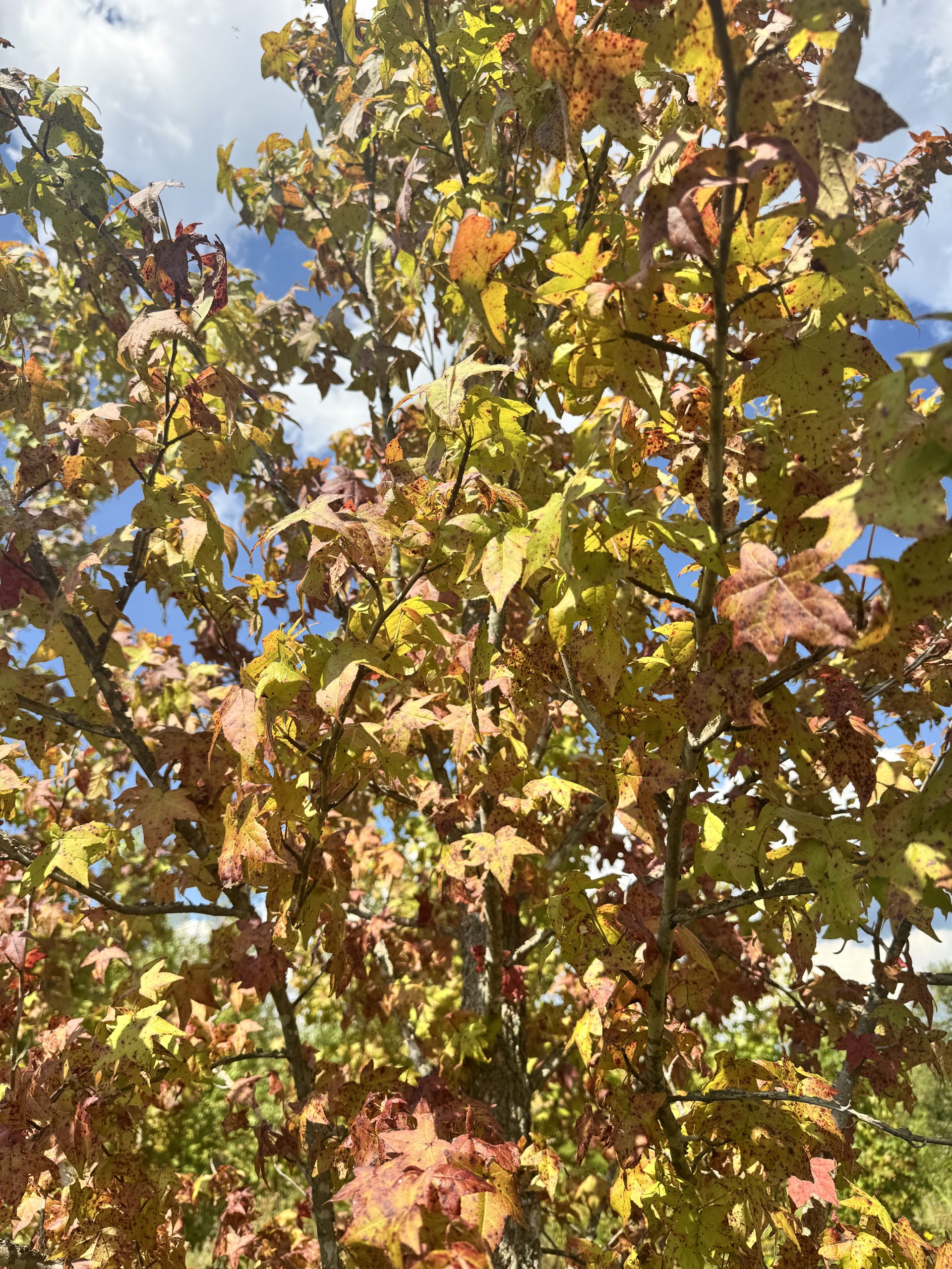 Cherokee Sweetgum / Seedless Male 70×50 4 Cherokee Sweetgum / Seedless Male 70×50 - Image 4