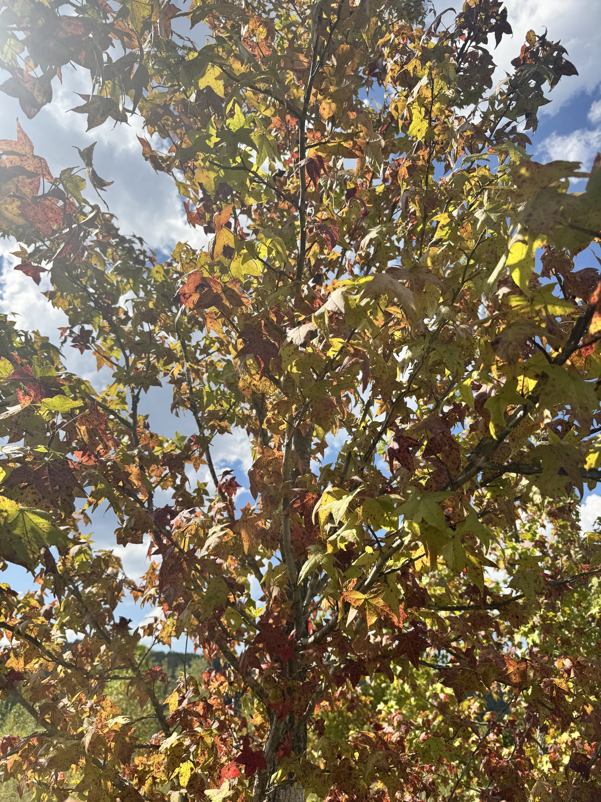 Cherokee Sweetgum / Seedless Male 70×50 5 Cherokee Sweetgum / Seedless Male 70×50 - Image 5