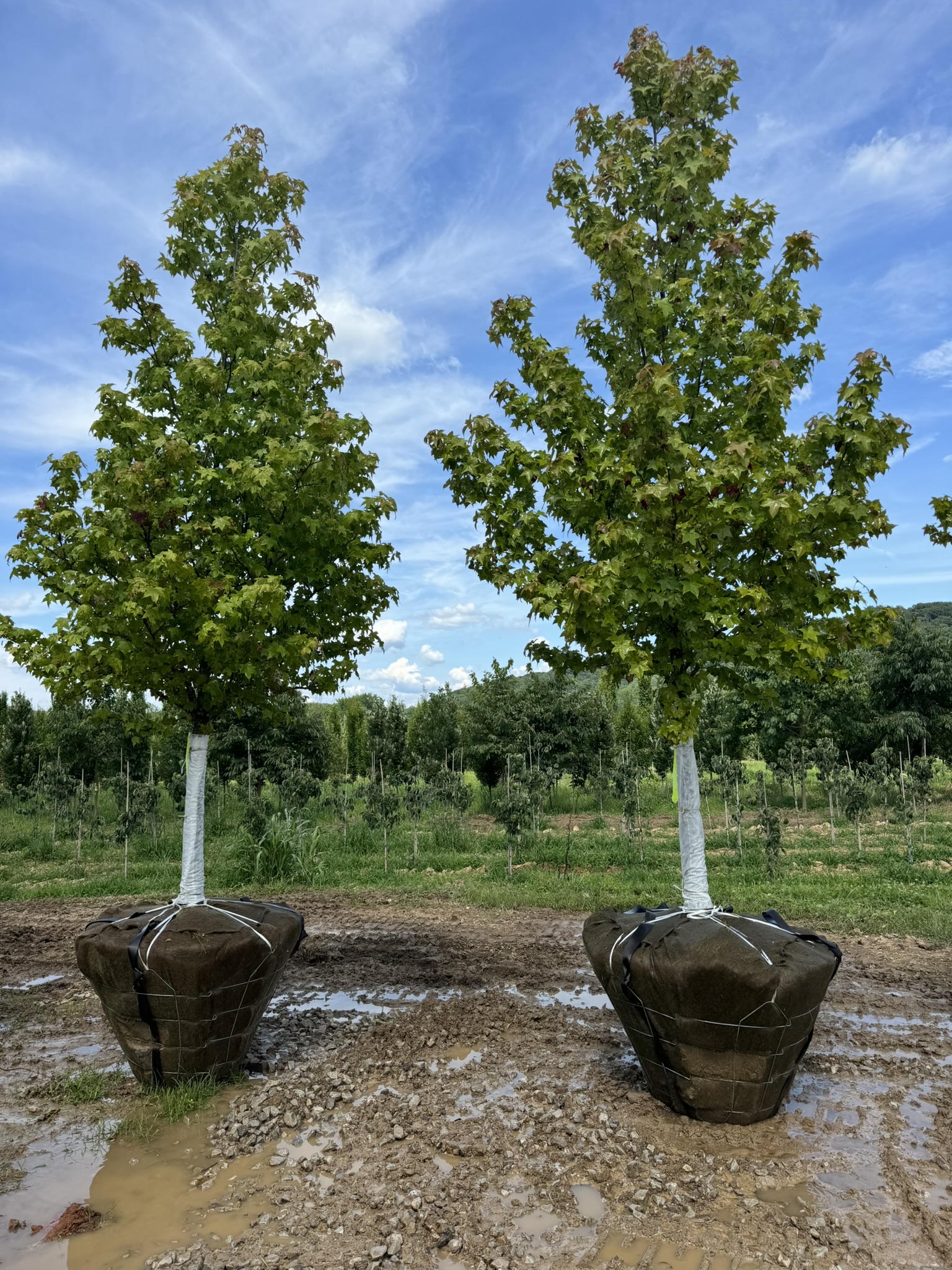 Cherokee Sweetgum / Seedless Male 70×50 7 Cherokee Sweetgum / Seedless Male 70×50 - Image 7