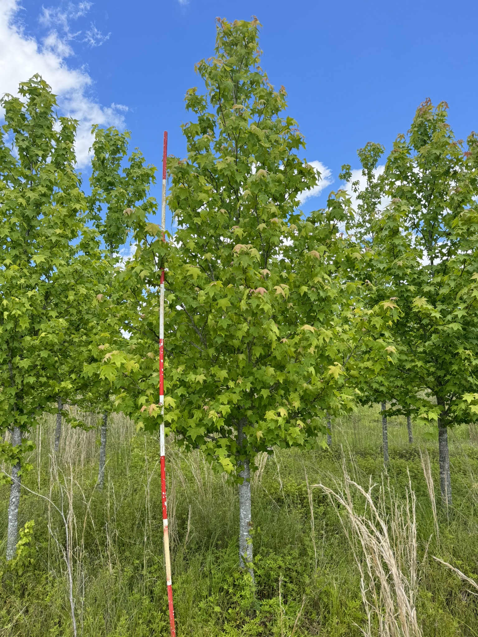 Cherokee Sweetgum / Seedless Male 70×50 6 Cherokee Sweetgum / Seedless Male 70×50 - Image 6