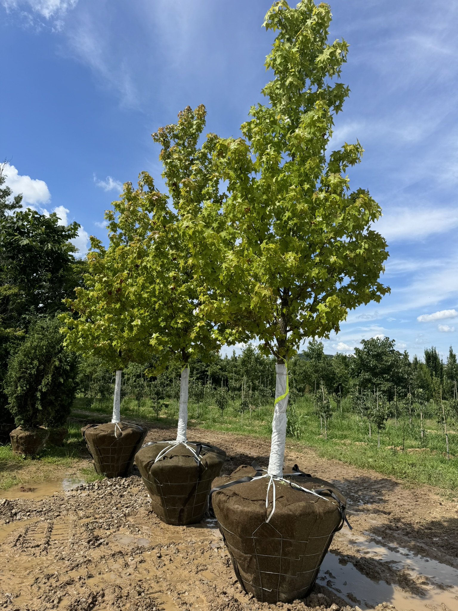 Cherokee Sweetgum / Seedless Male 70×50 1 Cherokee Sweetgum / Seedless Male 70×50