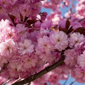 Kwanzan Flowering Cherry 30×30