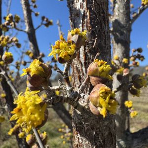 Golden Glory Cornelian Cherry (Yellow Dogwood) 20×20