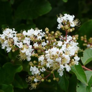 Natchez Crapemyrtle [White] 25×20