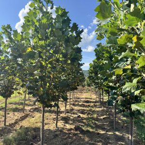 Tulip Poplar