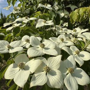 GreenSleeves Kousa Dogwood (Off White) 20×20