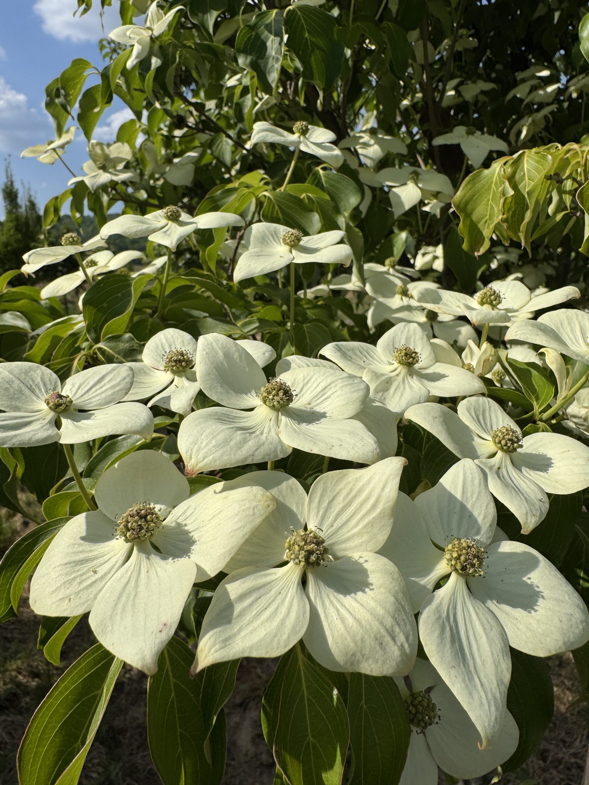 GreenSleeves Kousa Dogwood (Off White) 20×20 1 GreenSleeves Kousa Dogwood (Off White) 20×20