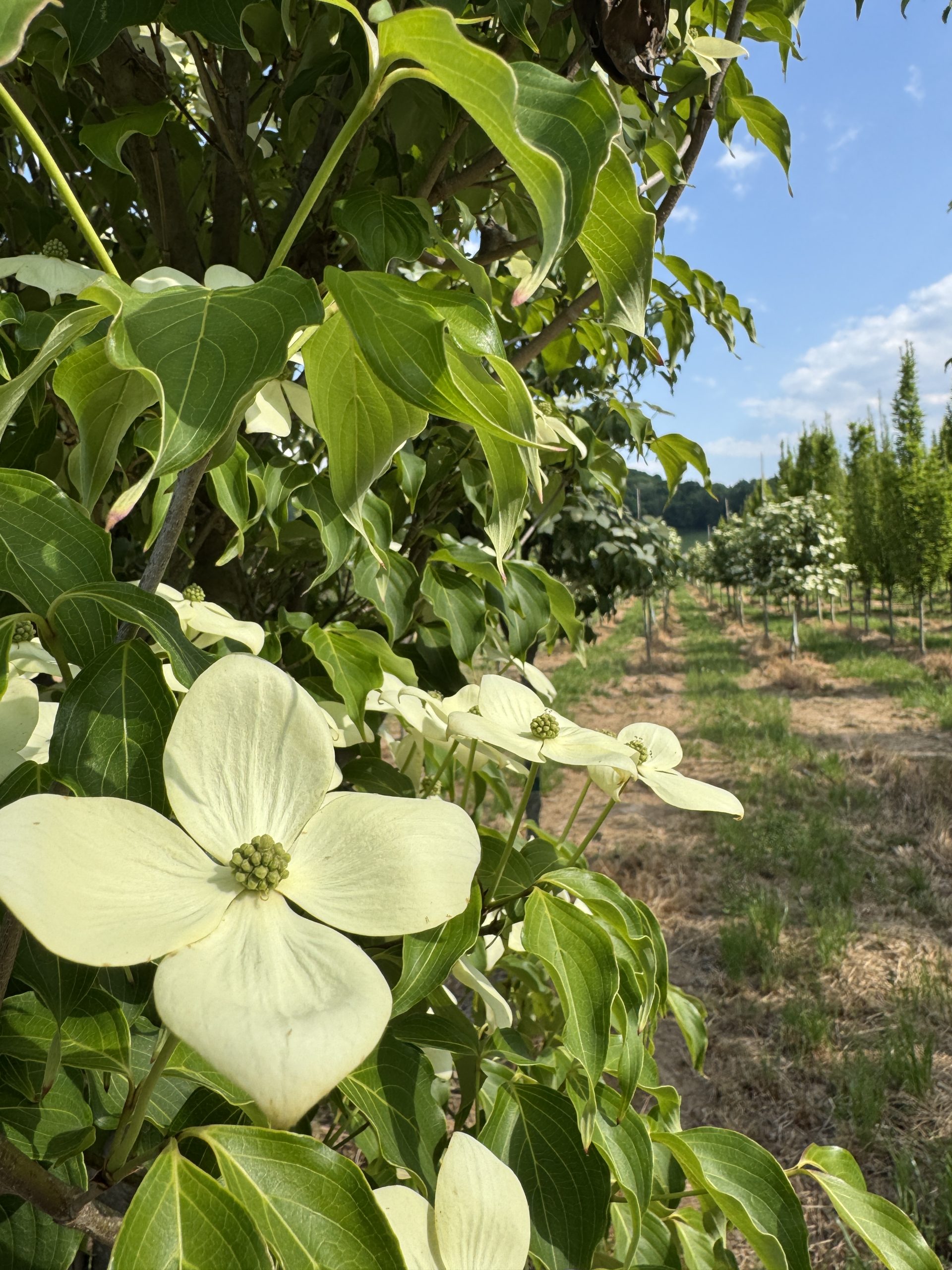 GreenSleeves Kousa Dogwood (Off White) 20×20 4 GreenSleeves Kousa Dogwood (Off White) 20×20 - Image 4