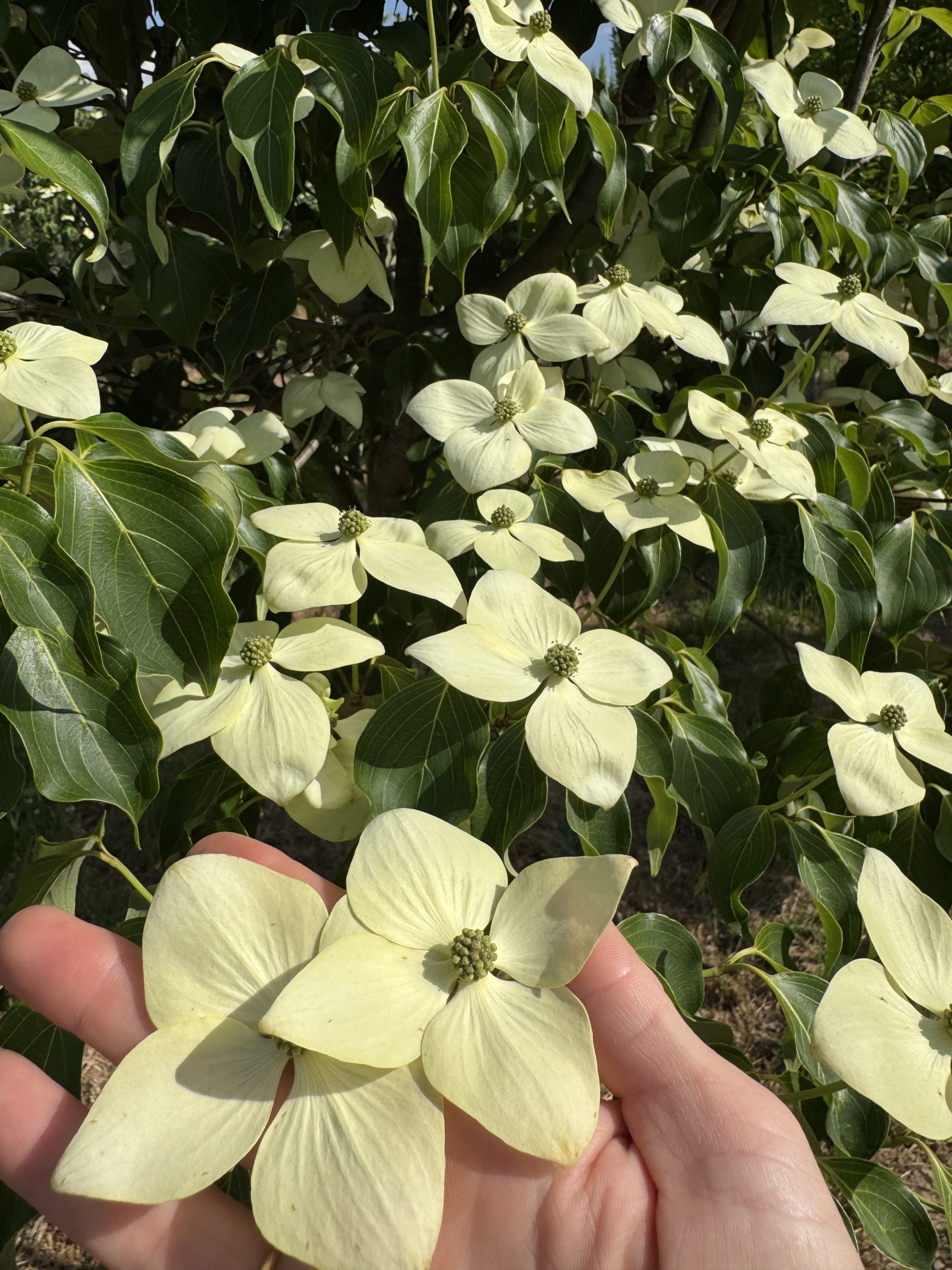 GreenSleeves Kousa Dogwood (Off White) 20×20 5 GreenSleeves Kousa Dogwood (Off White) 20×20 - Image 5
