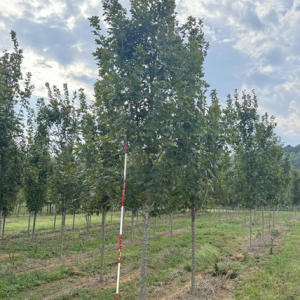 Powder Keg® Sugar Maple 50×40