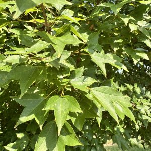Aeryn® Trident Maple