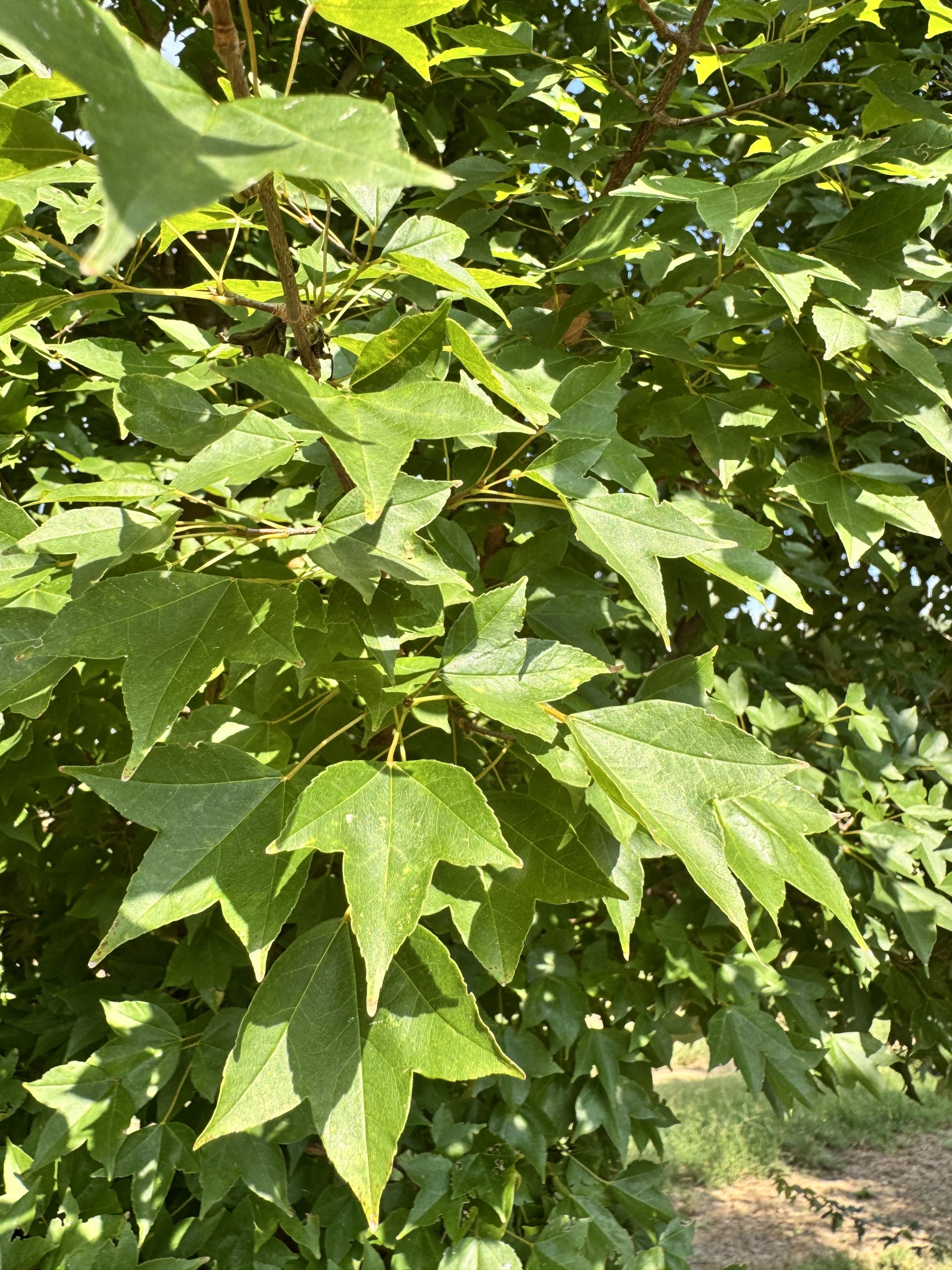 Aeryn® Trident Maple 1 Aeryn® Trident Maple