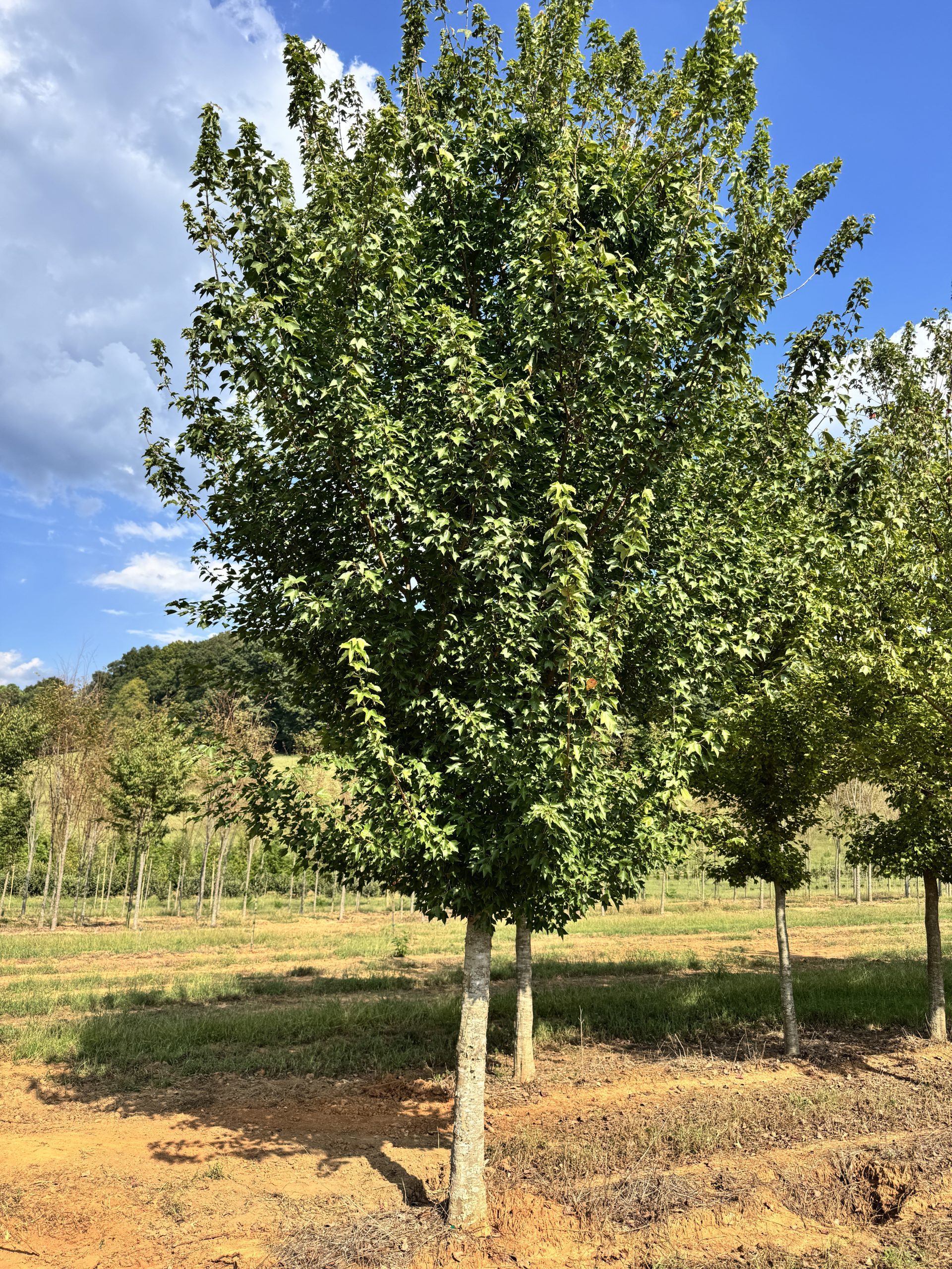 Aeryn® Trident Maple 3 Aeryn® Trident Maple - Image 3