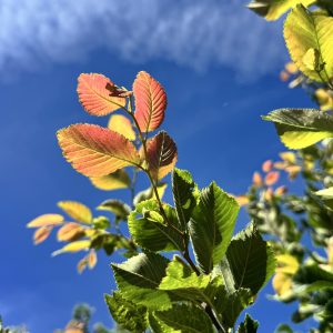 Frontier Elm 40×30