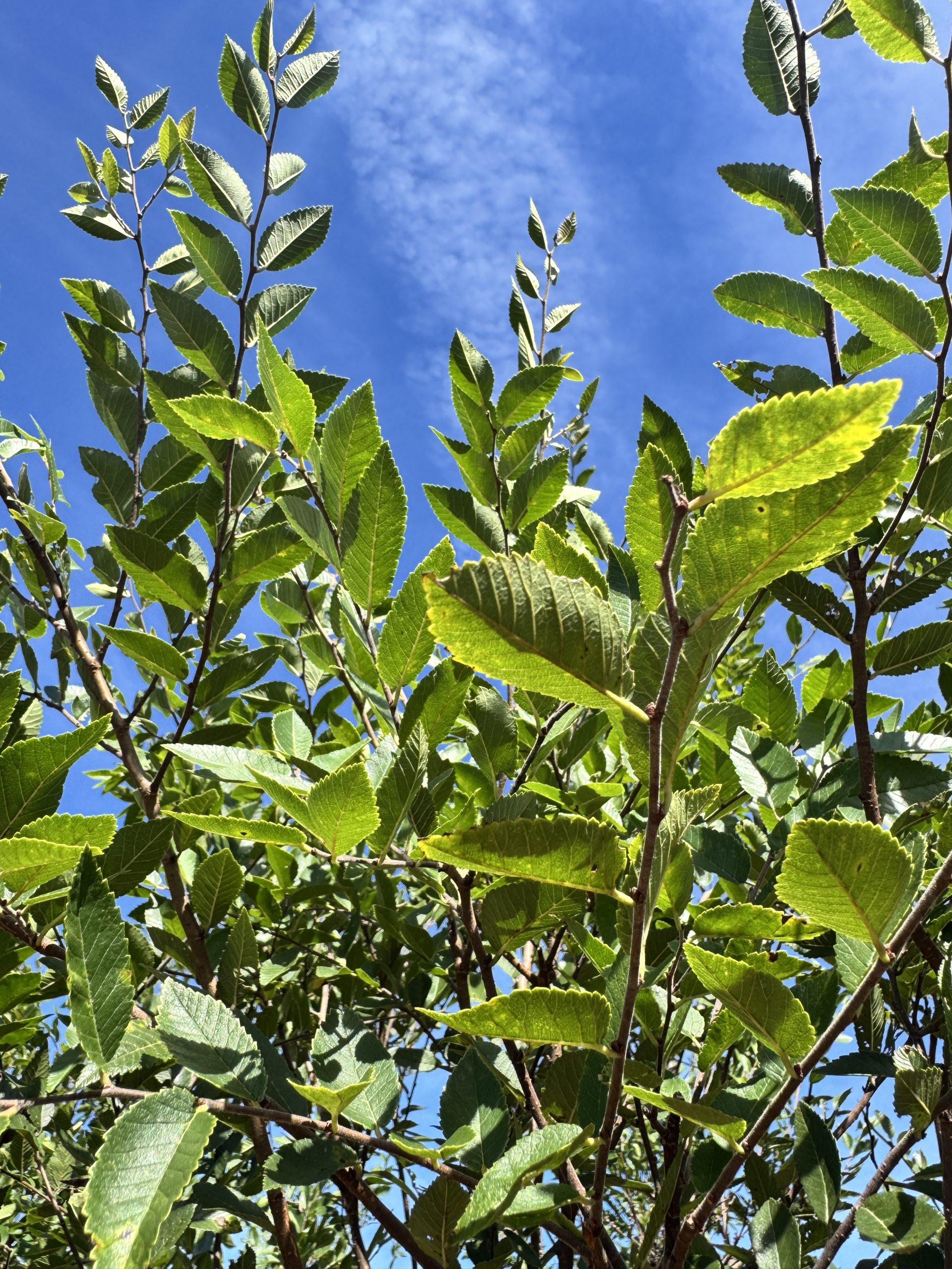 Bosque® Lacebark Elm 60×40 2 Bosque® Lacebark Elm 60×40 - Image 2