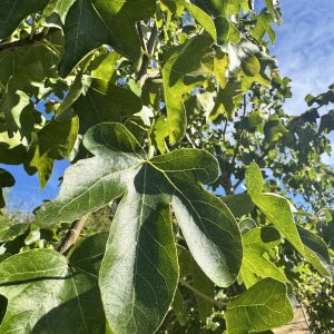 Rotundiloba Sweetgum / Seedless Male 75×40