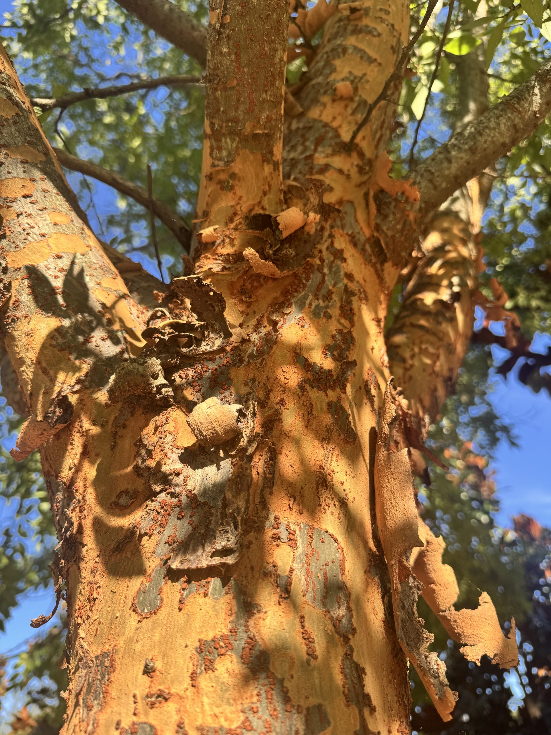 Bosque® Lacebark Elm 60×40 3 Bosque® Lacebark Elm 60×40 - Image 3
