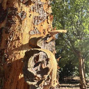 Allee® Lacebark Elm 60×40