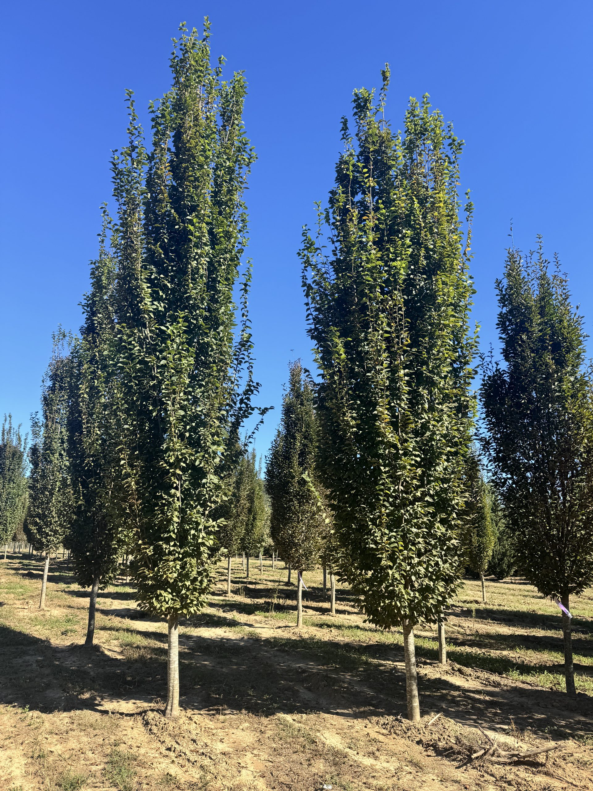 Frans Fontaine Pyramidal European Hornbeam 30×10 3 Frans Fontaine Pyramidal European Hornbeam 30×10 - Image 3