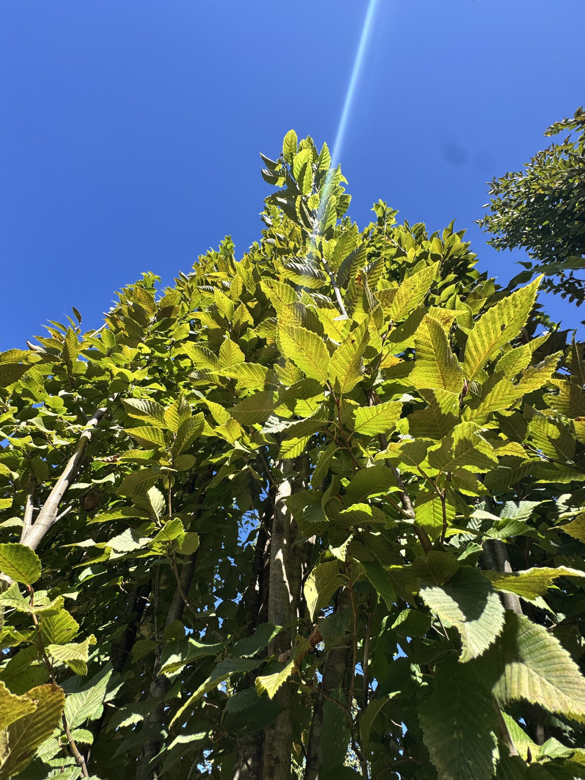 Frans Fontaine Pyramidal European Hornbeam 30×10 4 Frans Fontaine Pyramidal European Hornbeam 30×10 - Image 4