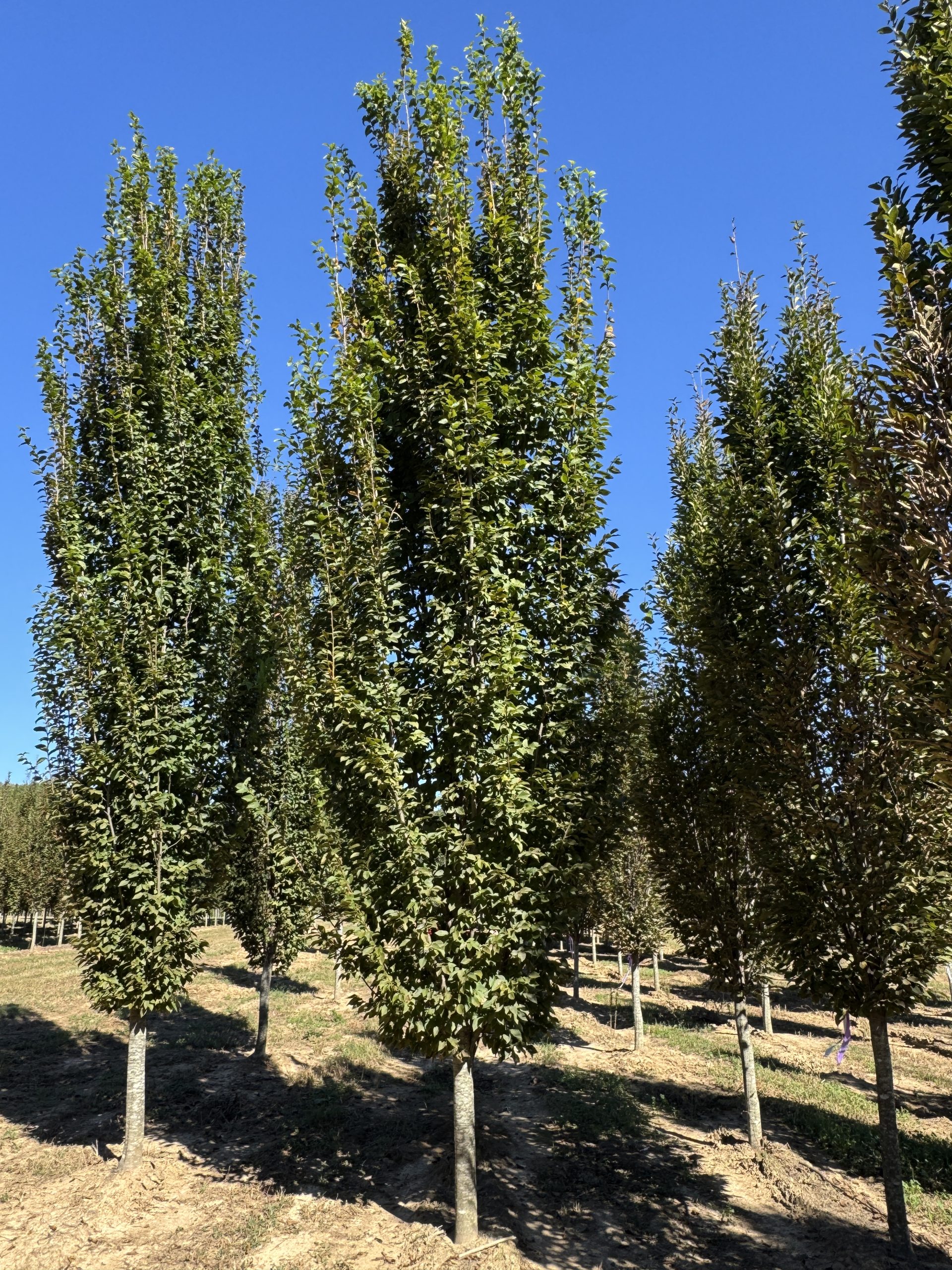 Frans Fontaine Pyramidal European Hornbeam 30×10 2 Frans Fontaine Pyramidal European Hornbeam 30×10 - Image 2