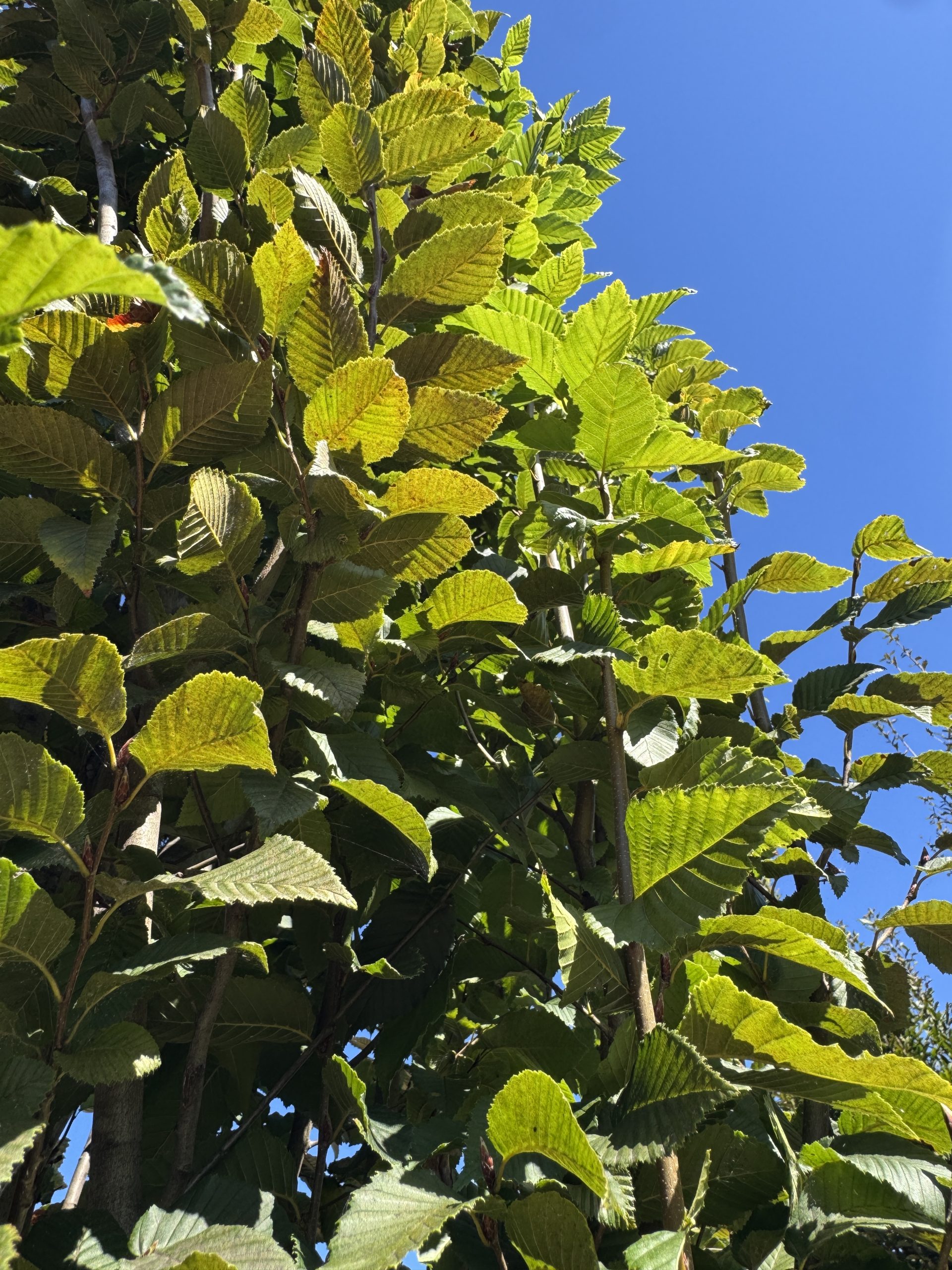 Frans Fontaine Pyramidal European Hornbeam 30×10 1 Frans Fontaine Pyramidal European Hornbeam 30×10