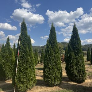 Emerald Green Arborvitae 15×4
