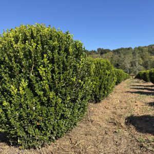 Sprinter® Boxwood 4×4
