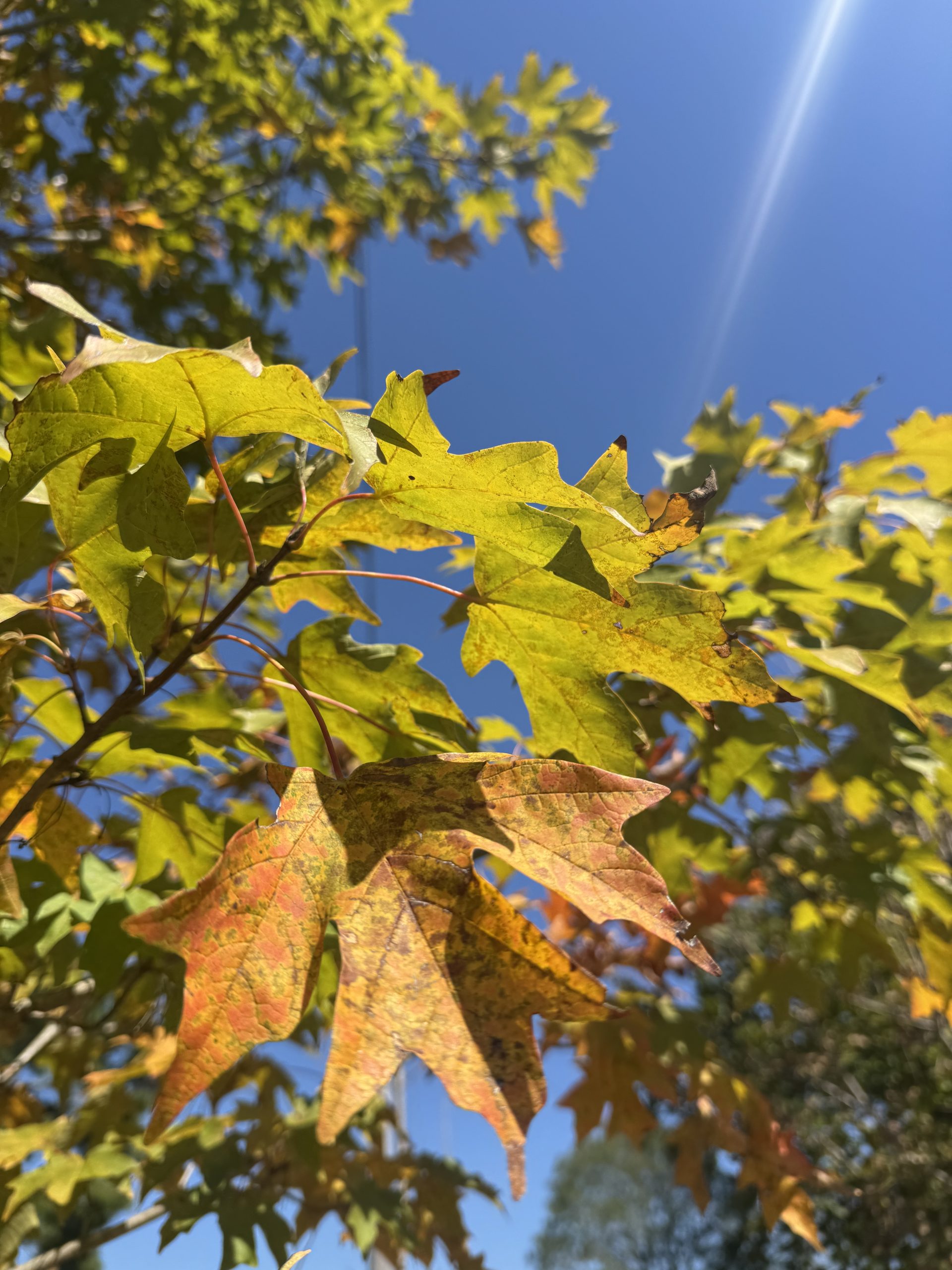 Fall Fiesta Sugar Maple 70×50 2 Fall Fiesta Sugar Maple 70×50 - Image 2