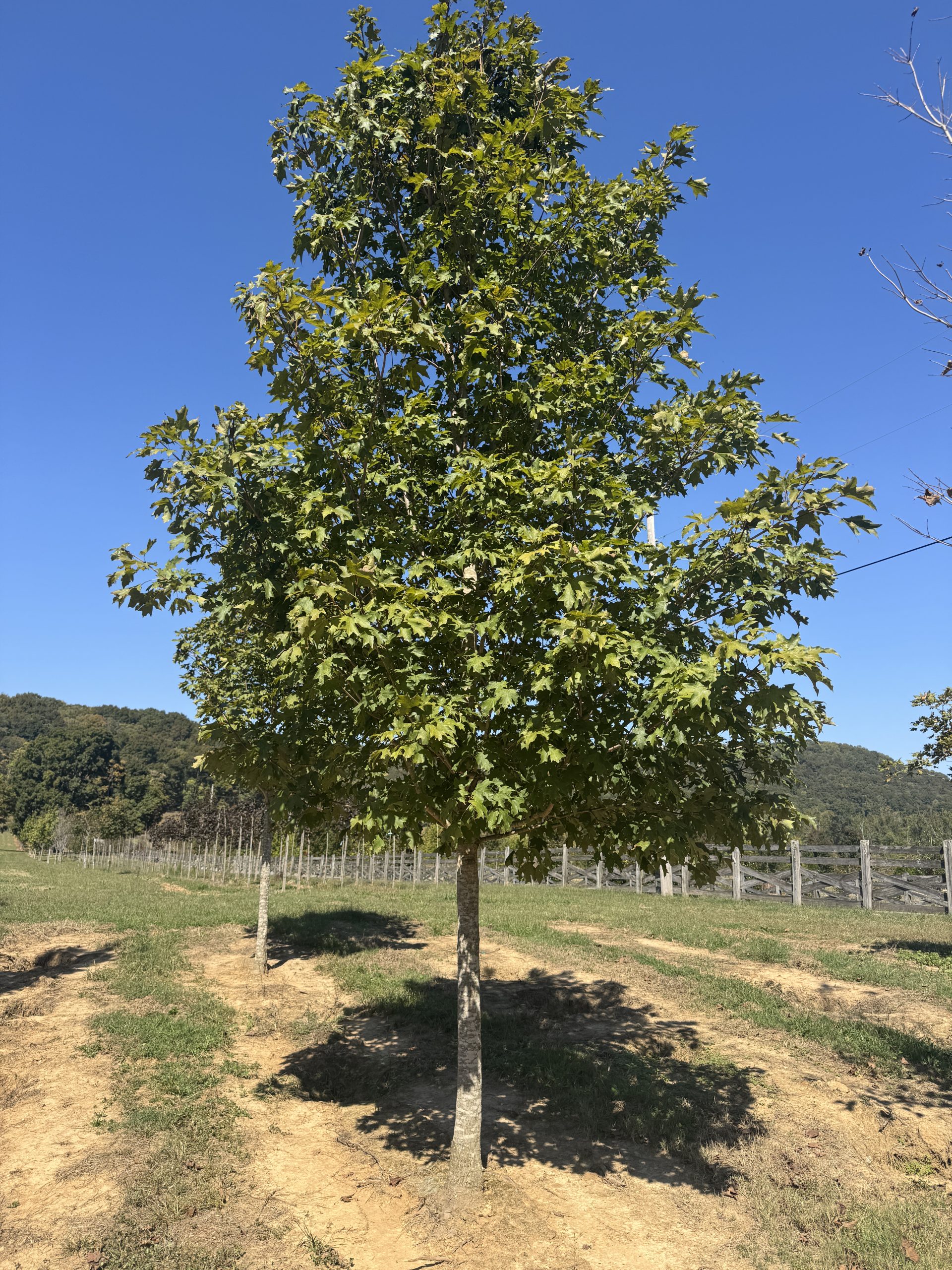 Fall Fiesta Sugar Maple 70×50 5 Fall Fiesta Sugar Maple 70×50 - Image 5