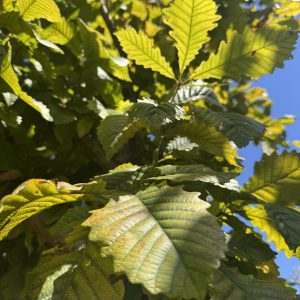 Swamp Chestnut Oak 70×70