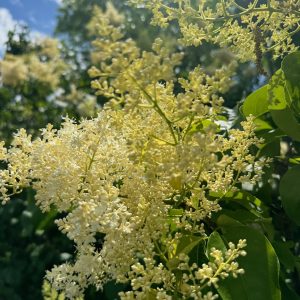 Ivory Silk Lilac Tree 25×20