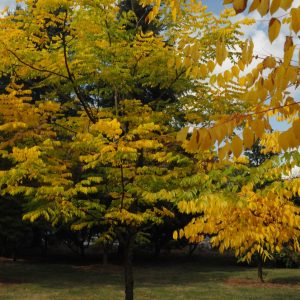 Kentucky Coffeetree 65×40