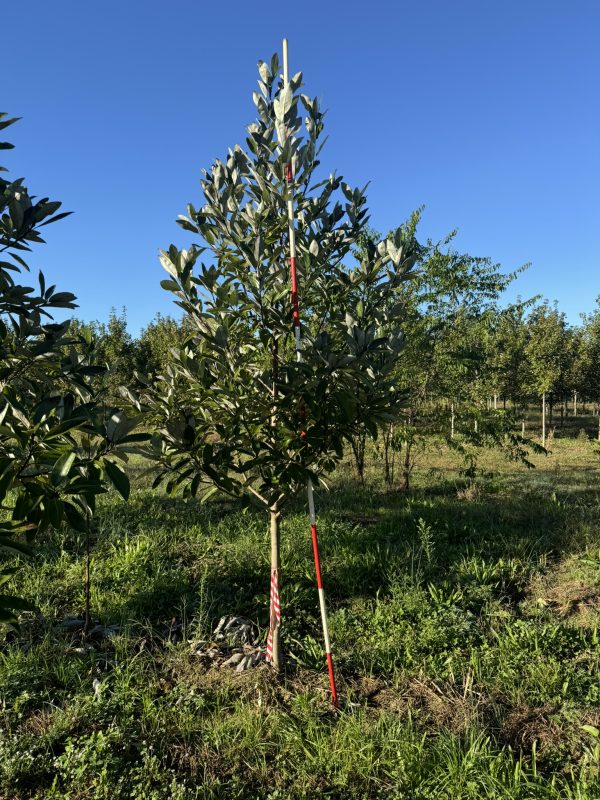 Moonglow Sweetbay Magnolia (Clumps) 35×20 - Buy at Cherry Creek