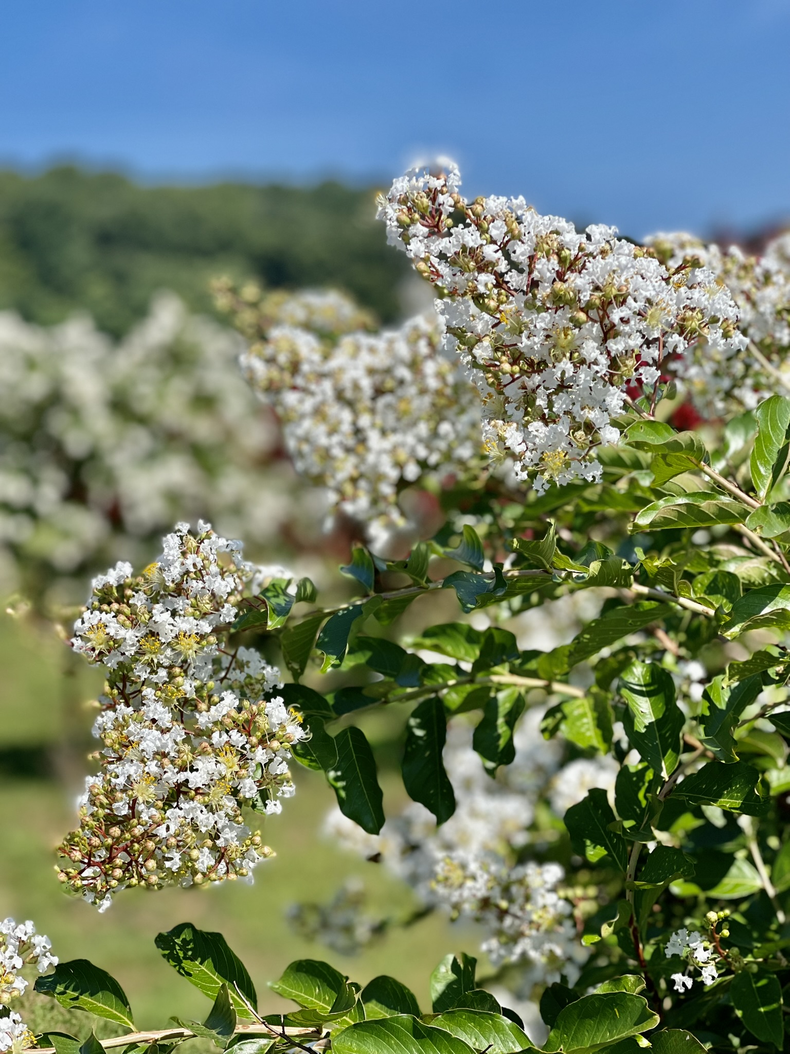 Natchez Crape Myrtle Tree Form (White) 25×20 3 Natchez Crape Myrtle Tree Form (White) 25×20 - Image 3
