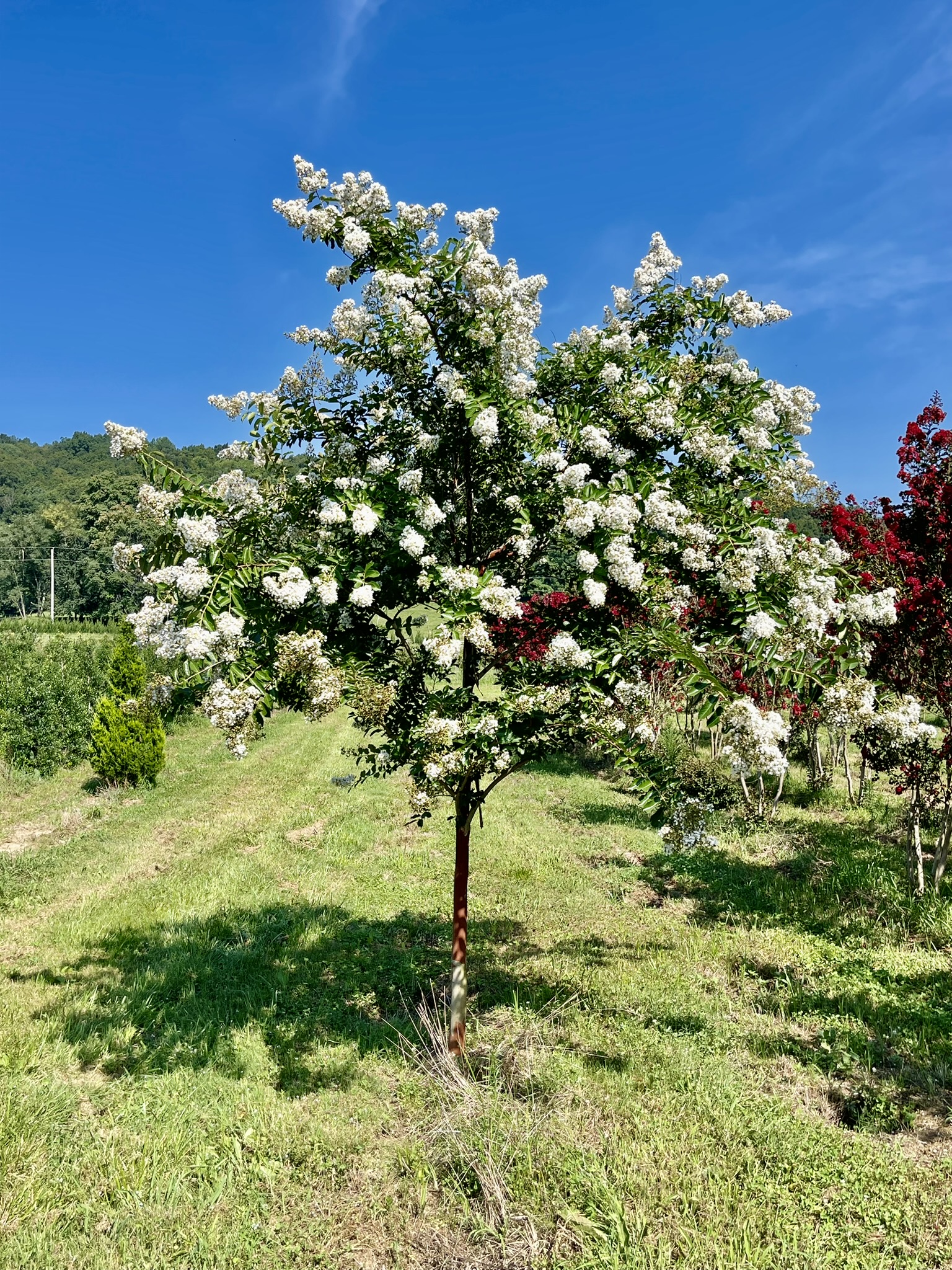 Natchez Crape Myrtle Tree Form (White) 25×20 2 Natchez Crape Myrtle Tree Form (White) 25×20 - Image 2