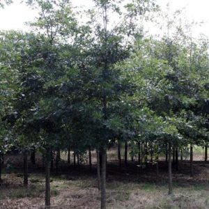 Nuttall Oak 50×40