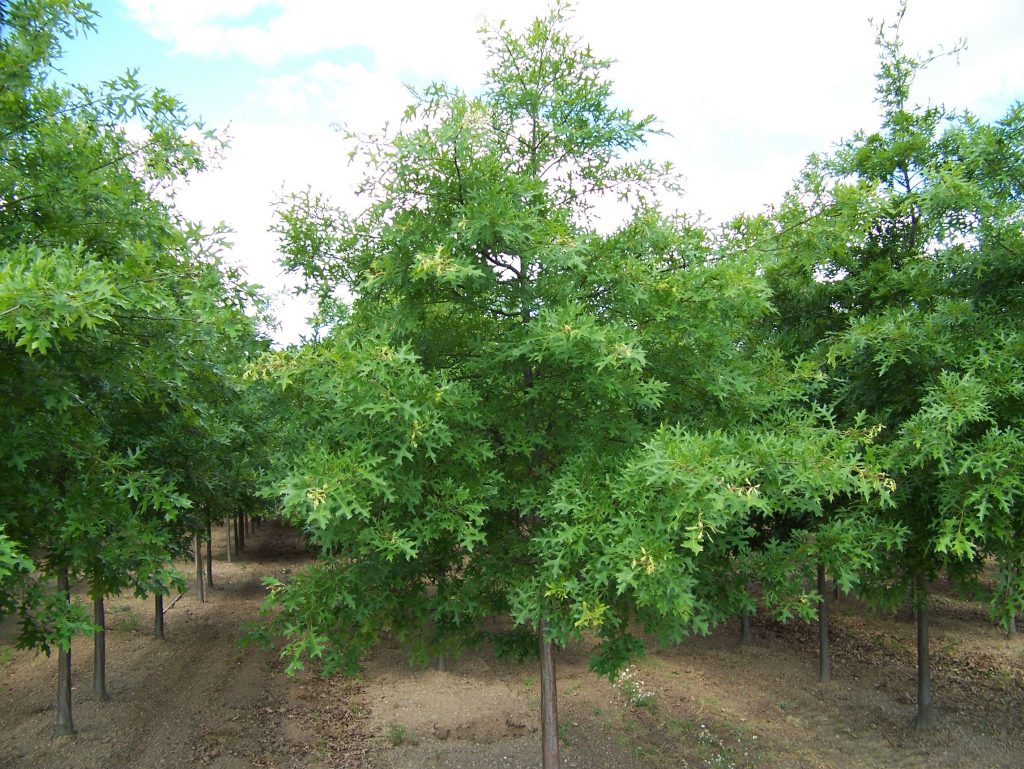 Pin Oak 80×40 - Buy at Cherry Creek Nursery
