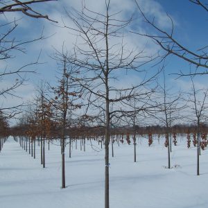 Pin Oak 80×40