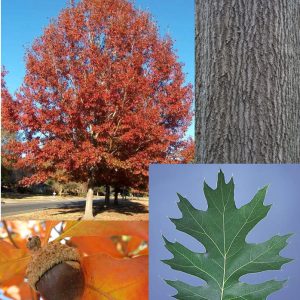 Shumard Oak 80×60