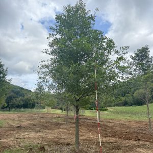 Overcup Oak 60×45