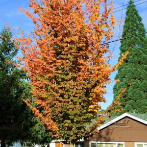 Persian Parrotia 30×20