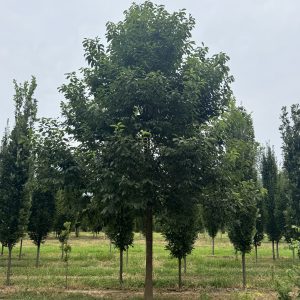Persimmon 60×25