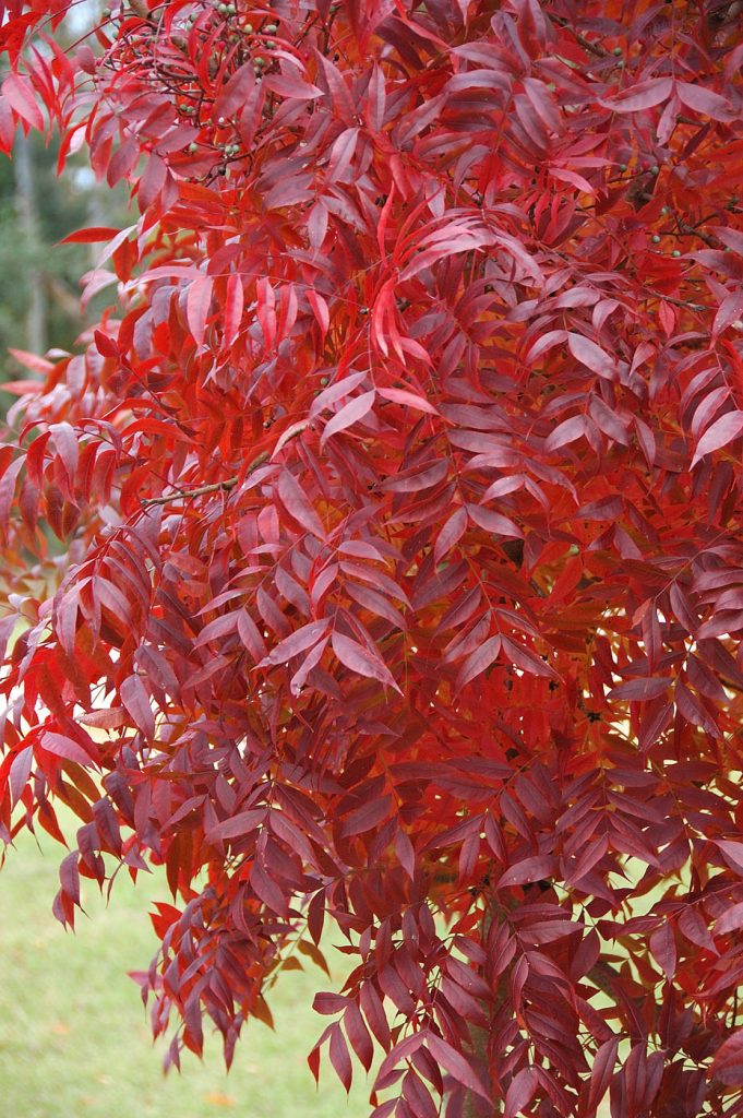 Chinese Pistache 35×30 - Buy at Cherry Creek Nursery