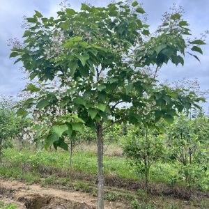 catalpa